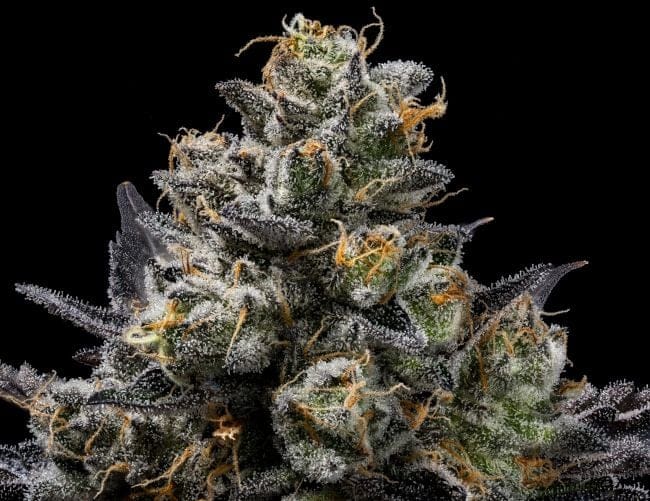 Purple Afghan Kush Regular Seeds - 11-GRB-PHKXAF1-REG-11