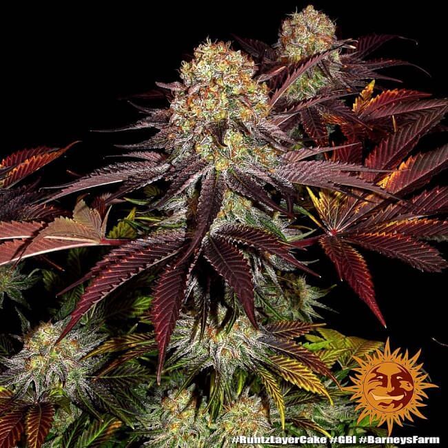 Top 6 Most Popular Weed Strains - Which strains are the best