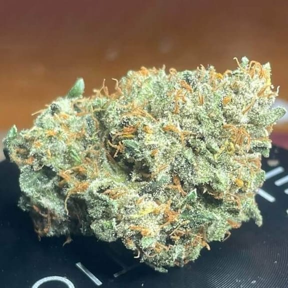 Sirius Blue Auto Feminized Seeds-NOWL-SIBL-AUTO-FEM