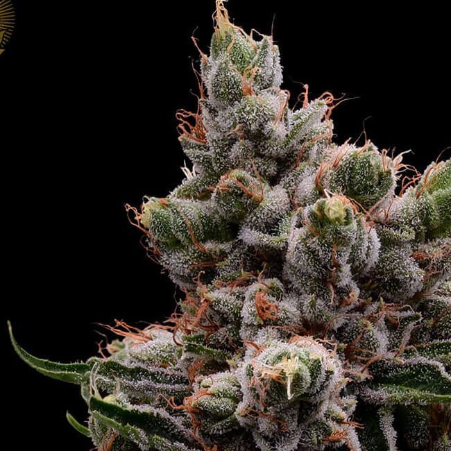 BANDAI - weed Bandaid Haze IX 3.0 – Damn Good | Legal Cannabis