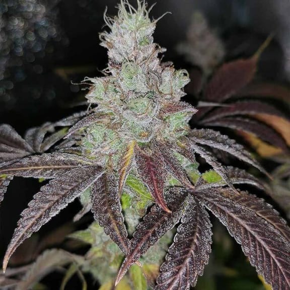 Sour Kuntz Feminised Seeds - 5-PF-025-F5