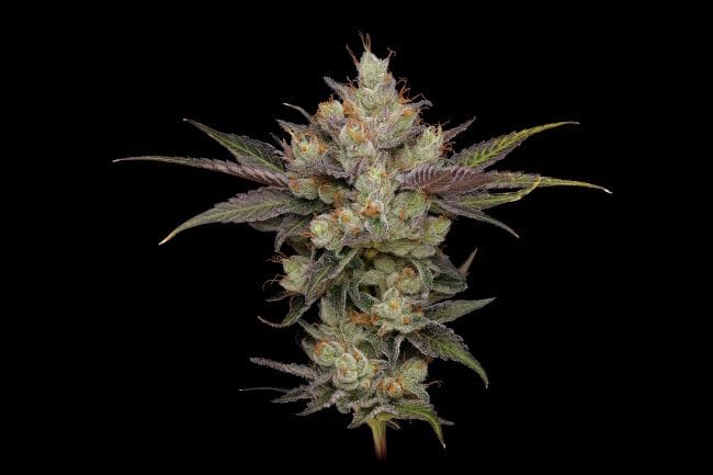 Northern Lights OG Regular Seeds - 11-GRB-SBSEX89NL5-REG-11