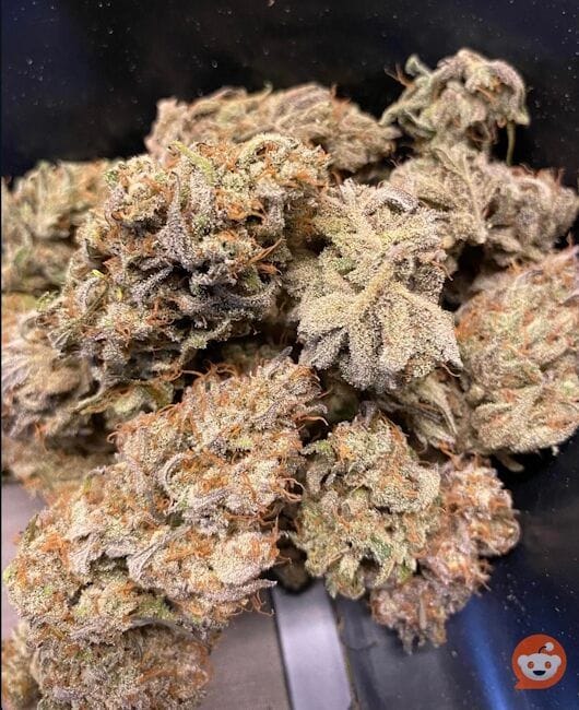 Space Station Gold F1 Auto Feminized Seeds-NOWL-SSGF1-AUTO-FEM