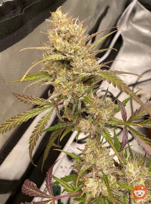 Space Station Gold F1 Auto Feminized Seeds-NOWL-SSGF1-AUTO-FEM