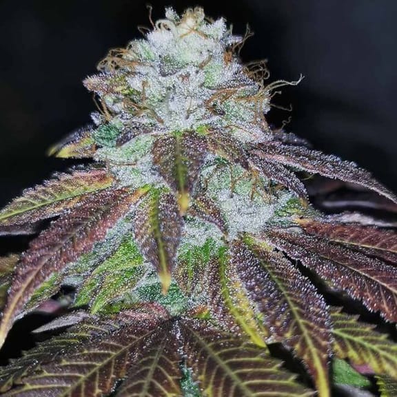 Squirterz Feminised Seeds - 5-PF-023-F5