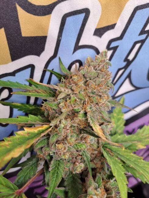 Strawberry Popesicle Auto Feminized Seeds-NOWL-STPO-AUTO-FEM