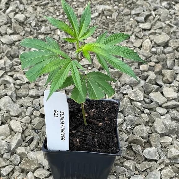 Sundae Driver Clones-SMAN-CL-SUDR-FEM