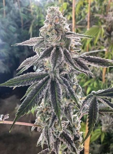 The Breath Regular Seeds - 12-BCBD-TBR-REG-12