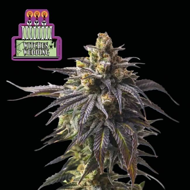 Witches Wedding Ltd. Edition Feminised Seeds - 3-SMAN-LTD-WIWE-FEM-3