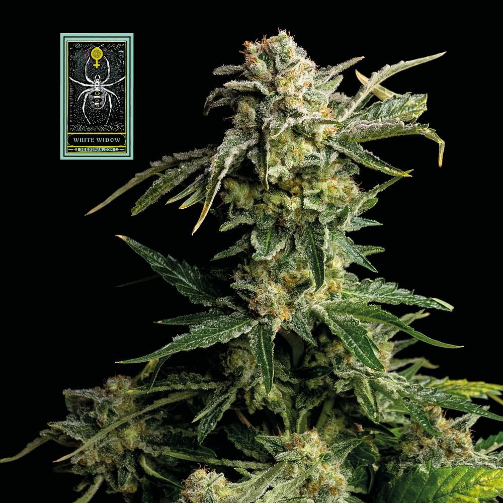 Buy White Widow Feminised Seeds Online from Seedsman