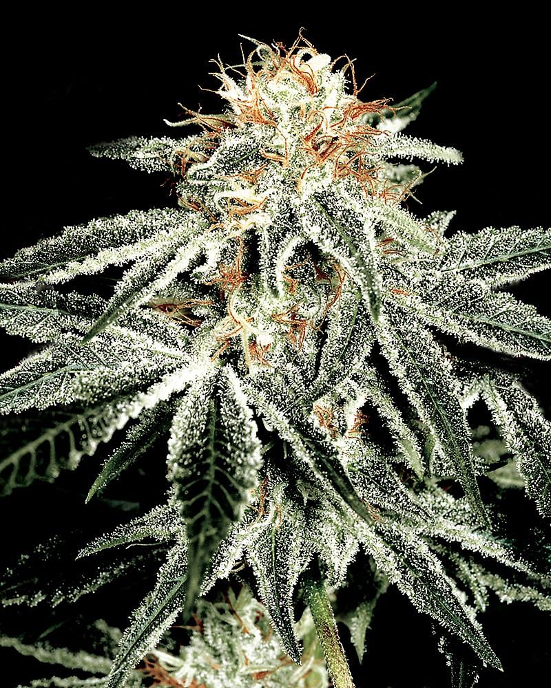 White Widow Feminised Seeds | Buy online now from Seedsman