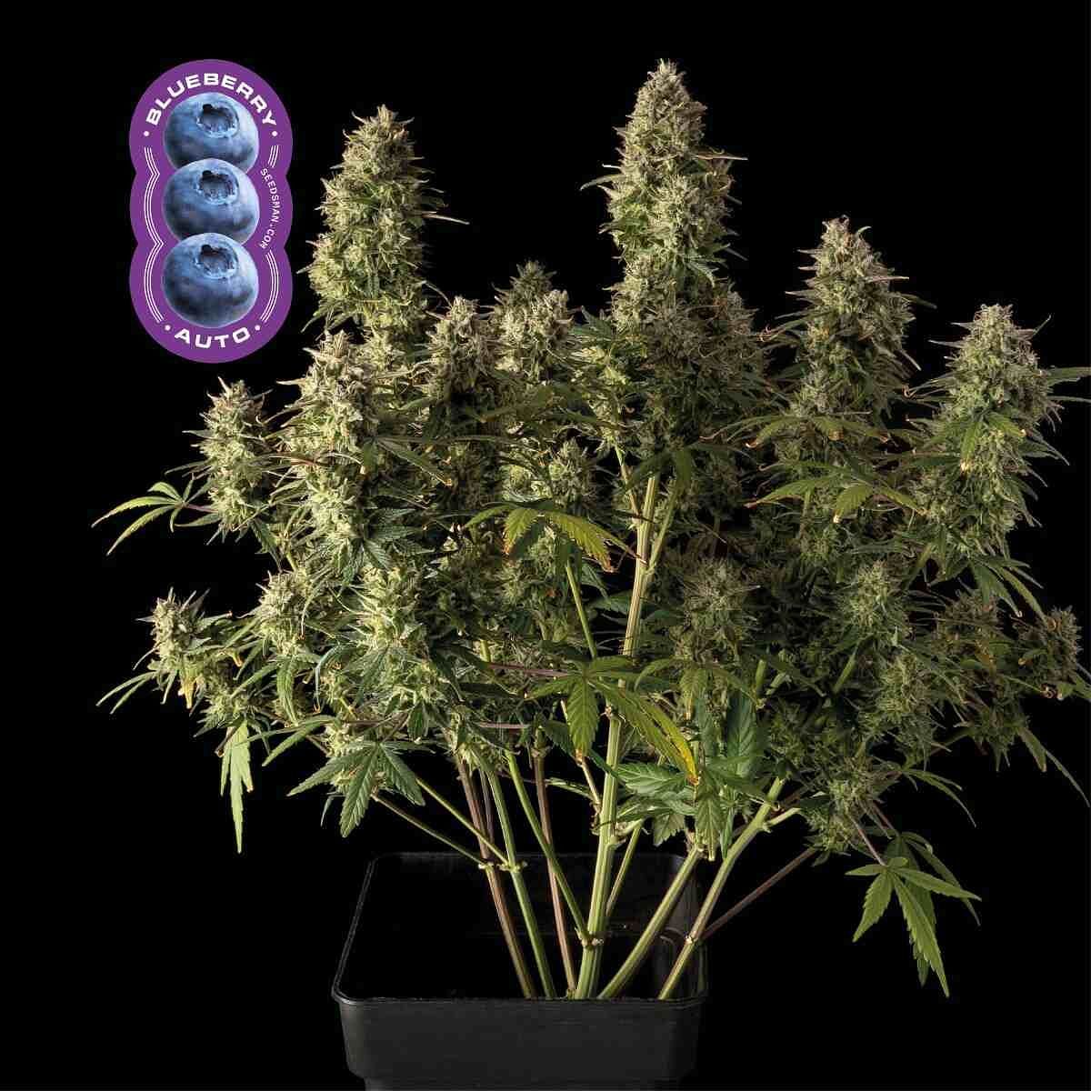 Blueberry Auto Feminised Seeds | Buy now from Seedsman