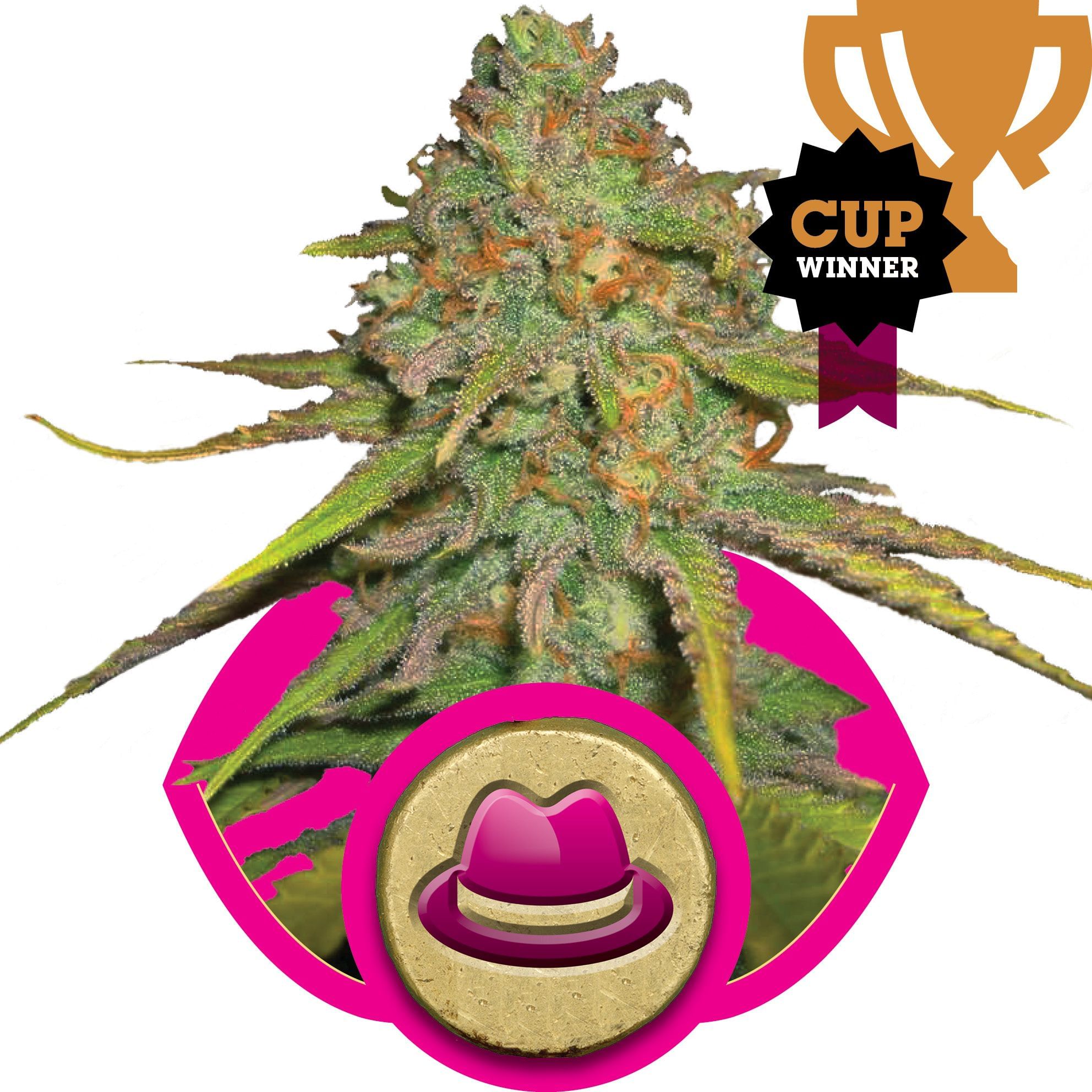 【こじろう2本】CBG9 100% OG KUSH 1ml O.G. Kush Feminised Seeds | Buy online now from Seedsman
