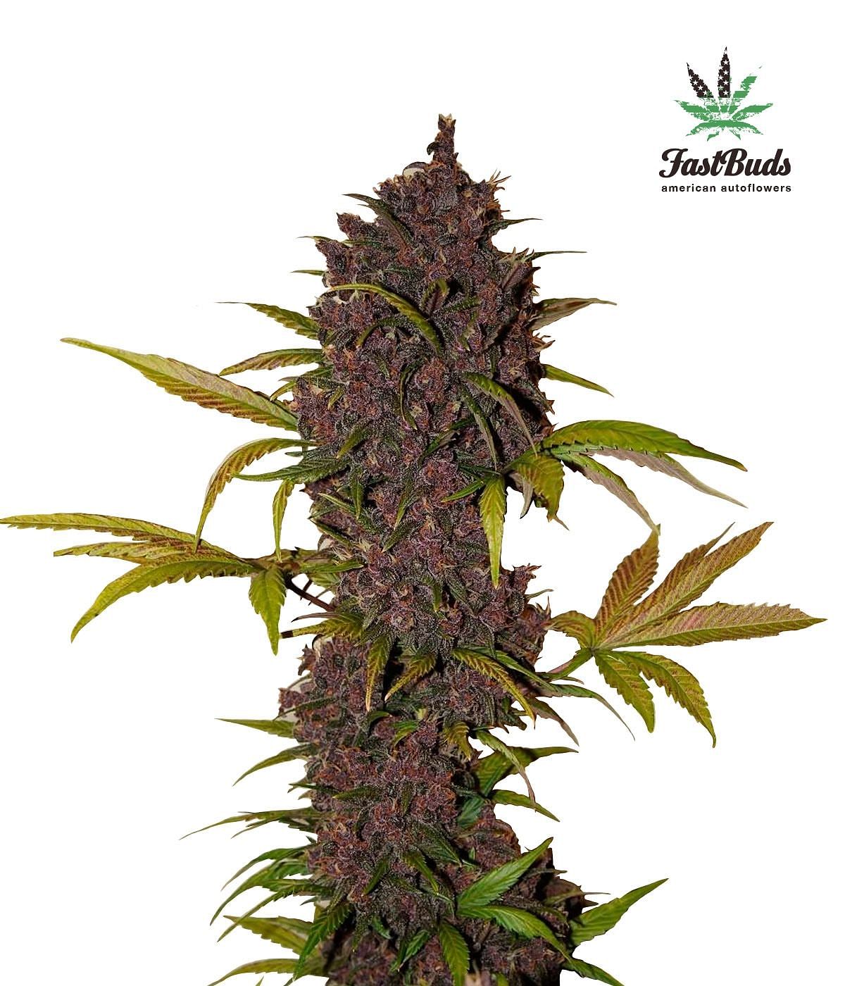 LSD-25 Auto Feminised Seeds | Seedsman since 2002