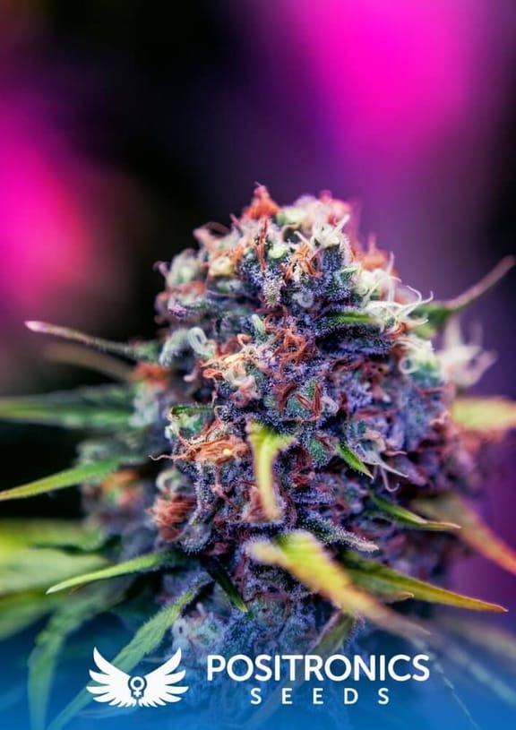 Black Widow CBD Feminised Seeds - 5-PS-BLKWDWCBD-F5