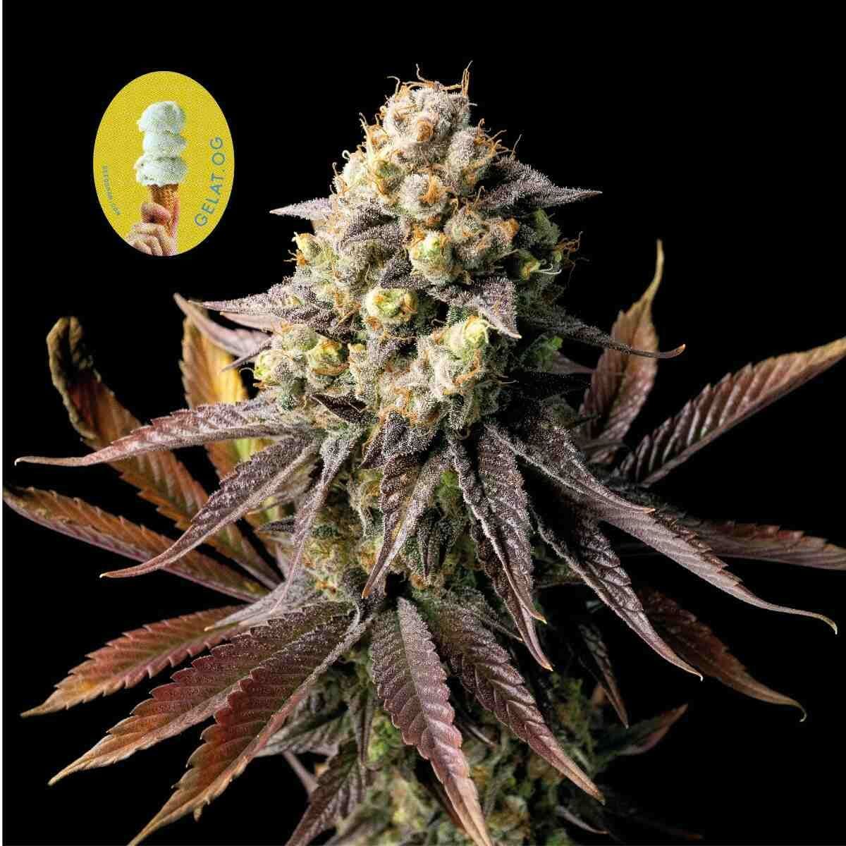 Gelat.OG Fem