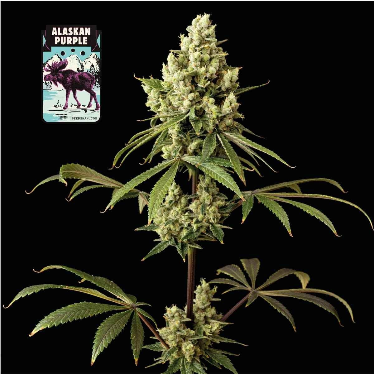 Alaskan Purple Fem