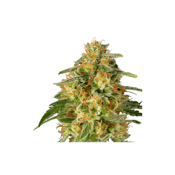 TNT Trichome Feminised Seeds - 8-SSSC-TNT-FEM-8