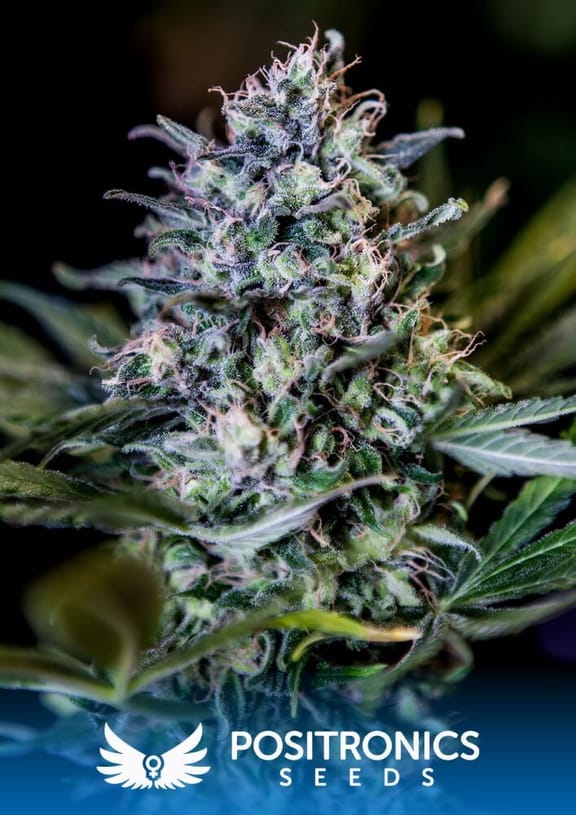 CBD 1:20 Feminised Seeds - 5-PS-CBD-1-20-FEM-5