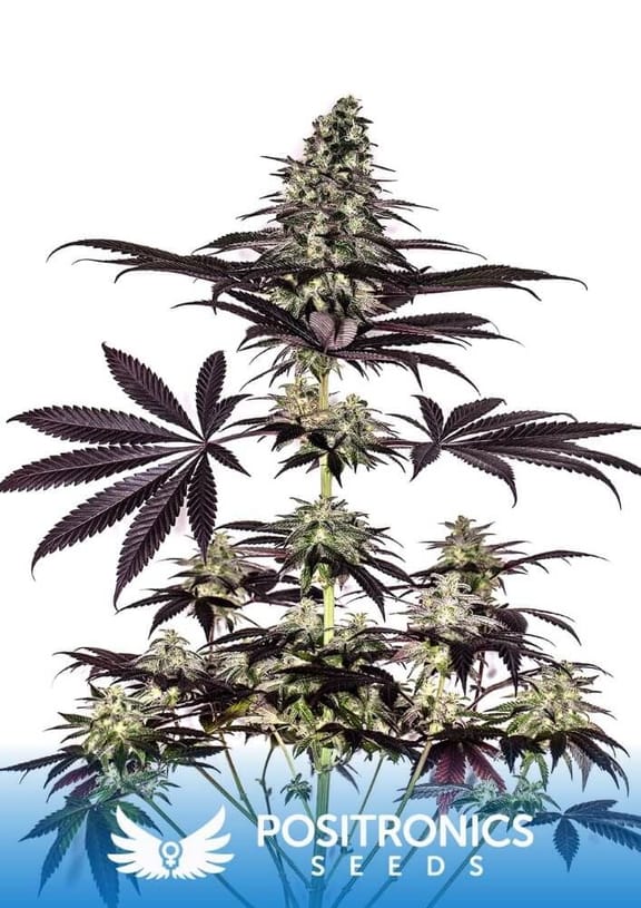 Critical #47 Express Auto Feminised Seeds - 5-PS-CRIT47EXP-AUTO-FEM-5