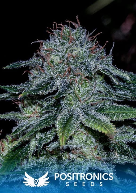 Mystic Cookie Feminised Seeds - 5-PS-SEMPOS05F9014