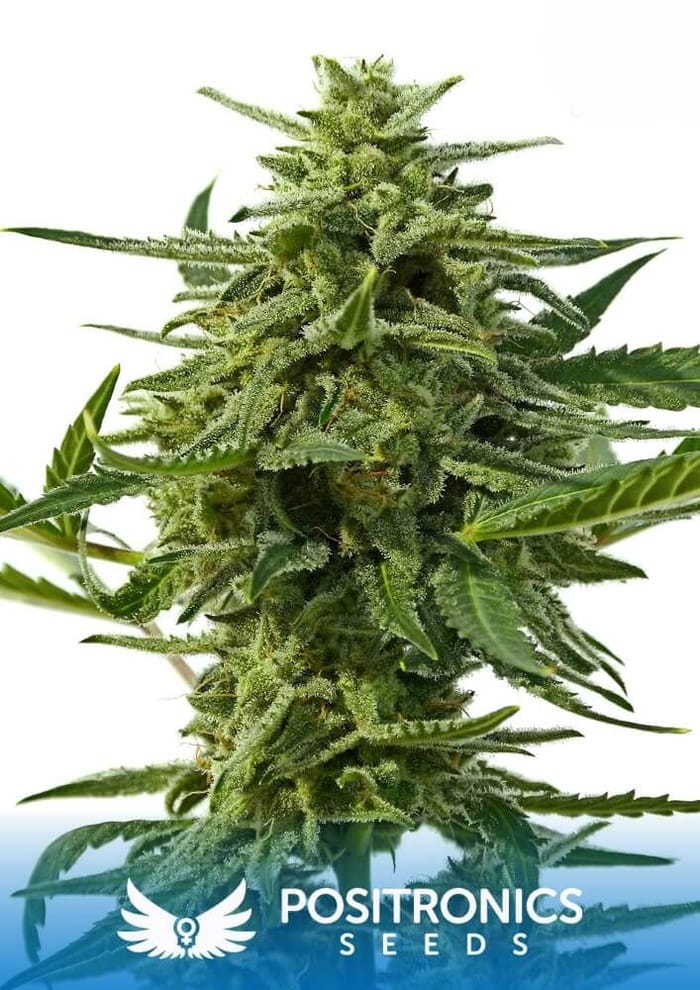 Northern Haze Express Auto Feminised Seeds - 5-PS-SEMPOS05F9004