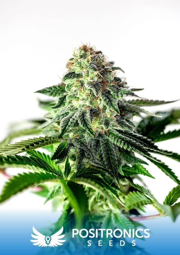 Sticky Dream Express Auto Feminised Seeds - 5-PS-SDEXP-AUTO-FEM-5