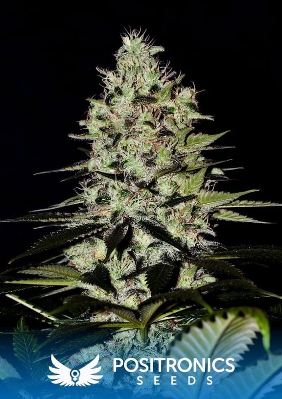 Wernard Express Auto Feminised Seeds - 5-PS-POAAWE5