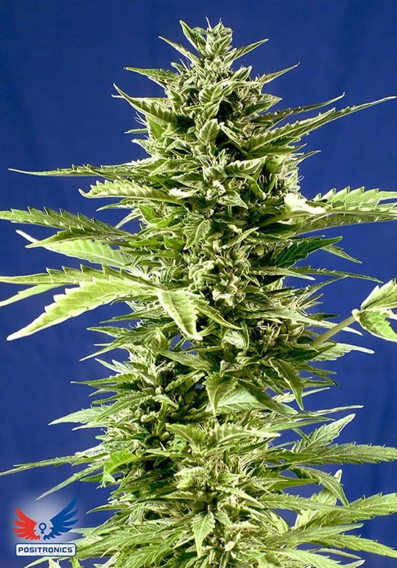 Jack Diesel Express Auto Feminised Seeds - 5-PS-SEMPOS05F9001