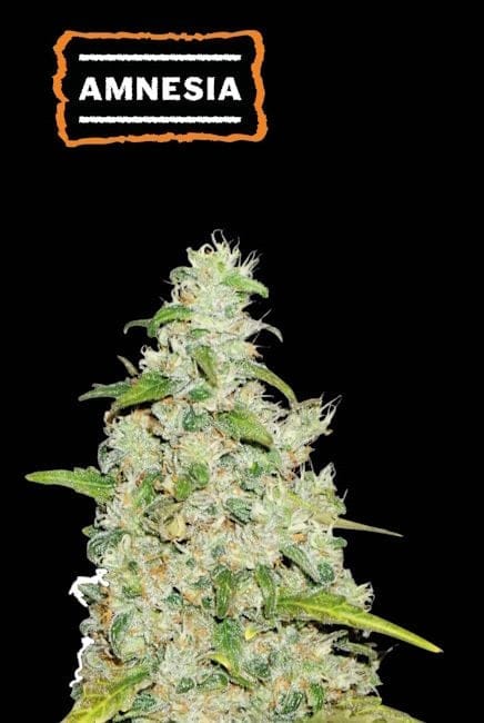 Amnesia Auto Feminised Seeds - 5-SEST-AMN-AUTO-FEM-5
