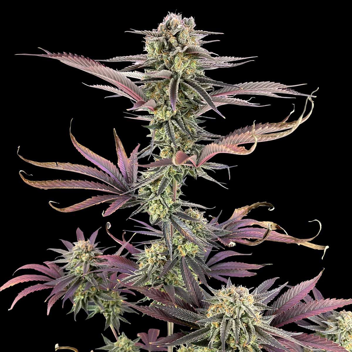 Dream Diesel Clones | Buy your cannabis clones from Seedsman