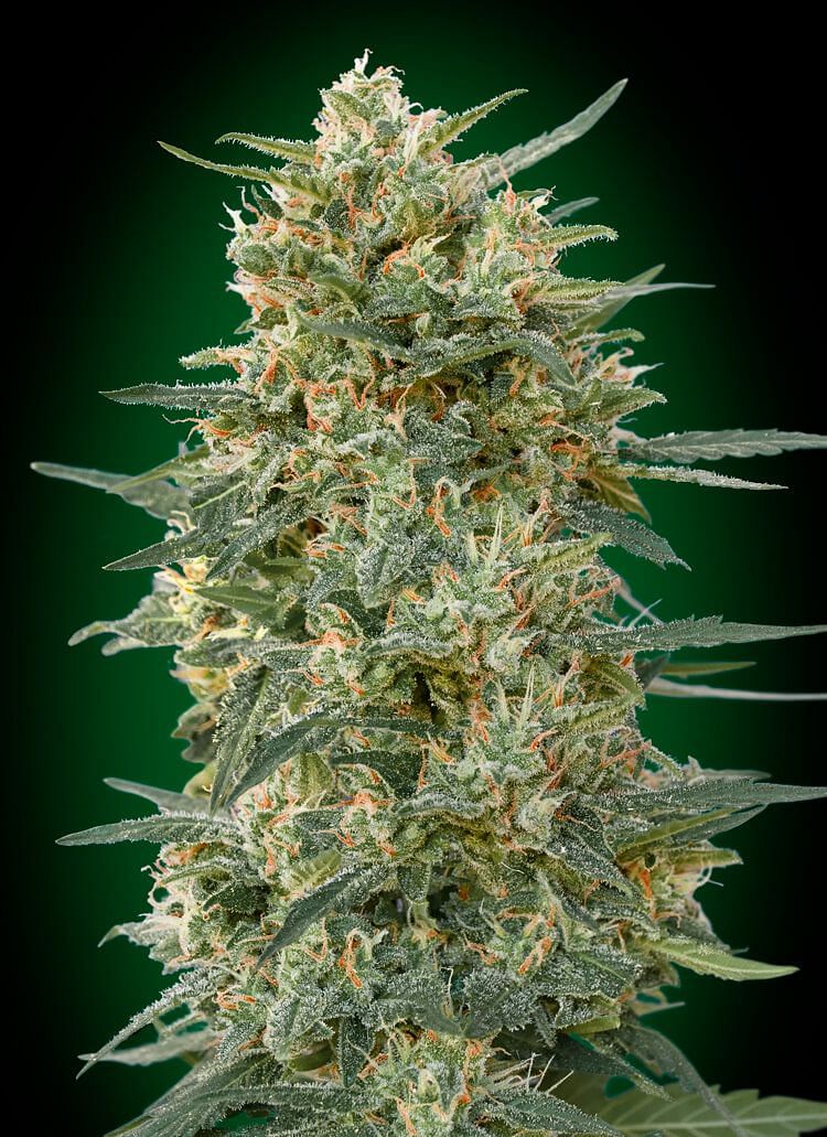 Gorilla Glue Fast Flowering Seeds