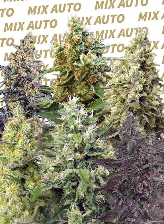 Sweet Mix Auto Feminisiert Saatgut - 10-SS-MIXA-FEM-10