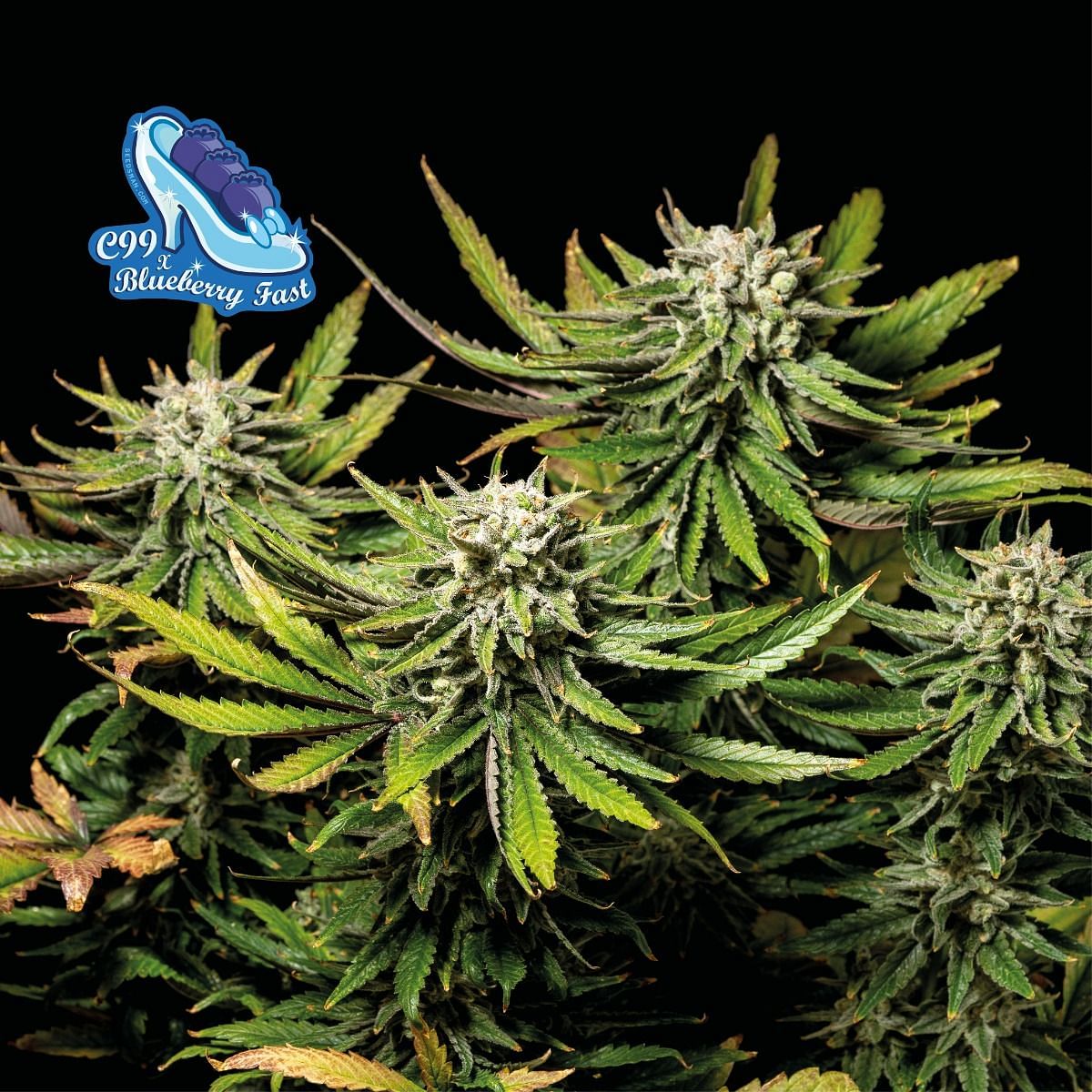Strawberry Diesel x C99 Cannabis Seeds by Brothers Grimm Seeds