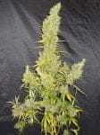 Zamaldelica Regular Seeds - Breeders Pack - 50-ACEZA-BP-REGU-50