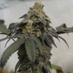 French Cookies 710 Special Pack Feminised Seeds - 6+1-THS-FRCOOK-710SP-FEM-7+1