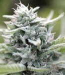 Magic Melon Feminised Seeds-HUMB-MM-F