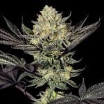 Face Mask Feminised Seeds - 5-G13L-FM-FEM-5