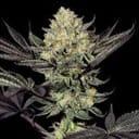 Face Mask Feminised Seeds - 5-G13L-FM-FEM-5