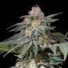 SIL-LTREE-FAST-FEM