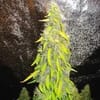 DRCH-ROCK-AUTO-FEM