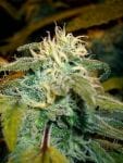 Jamaican OG Feminised Seeds - 6-CC-014-F6