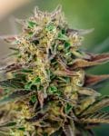 TriCross Auto Feminised Seeds-ATL-TRI-AUTO-FEM