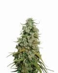 Hawaii Maui Waui Feminised Seeds - 5-NV-HMW