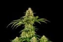 Hellfire OG Feminised Seeds-KBHOG