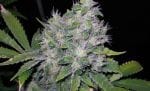William's Wonder Regular Seeds-RMWW
