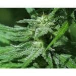 KC 48 Auto Feminised Seeds - 5-KC-SKCF050027-F5