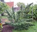 Haze CBD Auto Regular Seeds - 10-TTS-CBDHZ-AUTO-REG-10