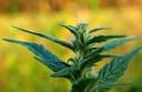 Haze CBD Auto Regular Seeds - 10-TTS-CBDHZ-AUTO-REG-10