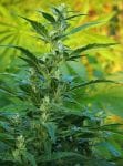 Haze CBD Auto Regular Seeds - 10-TTS-CBDHZ-AUTO-REG-10